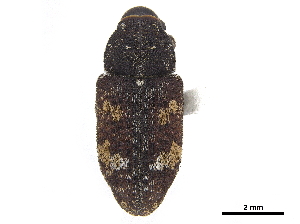  ( - CCDB-33854-H07)  @11 [ ] CreativeCommons - Attribution (2019) CBG Photography Group Centre for Biodiversity Genomics