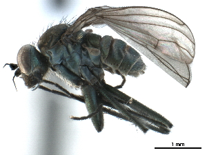  ( - CCDB-33855-B03)  @11 [ ] CreativeCommons - Attribution (2019) CBG Photography Group Centre for Biodiversity Genomics