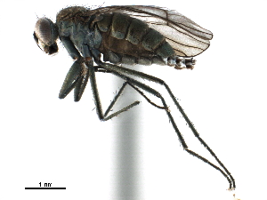  ( - CCDB-33855-B04)  @11 [ ] CreativeCommons - Attribution (2019) CBG Photography Group Centre for Biodiversity Genomics