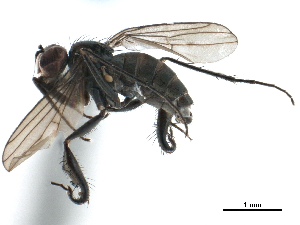  ( - CCDB-33855-B05)  @12 [ ] CreativeCommons - Attribution (2019) CBG Photography Group Centre for Biodiversity Genomics