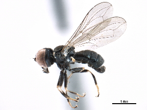  ( - CCDB-33855-C09)  @13 [ ] CreativeCommons - Attribution (2019) CBG Photography Group Centre for Biodiversity Genomics