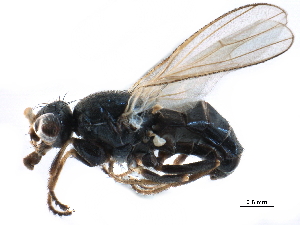  ( - CCDB-33855-F02)  @11 [ ] CreativeCommons - Attribution (2019) CBG Photography Group Centre for Biodiversity Genomics