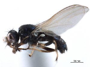  ( - CCDB-33855-F03)  @11 [ ] CreativeCommons - Attribution (2019) CBG Photography Group Centre for Biodiversity Genomics