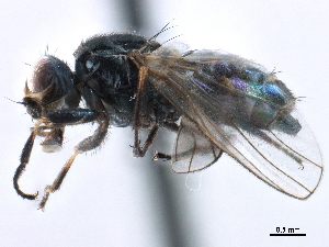  ( - CCDB-33855-F04)  @11 [ ] CreativeCommons - Attribution (2019) CBG Photography Group Centre for Biodiversity Genomics