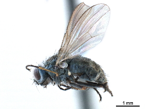  ( - CCDB-33855-H03)  @15 [ ] CreativeCommons - Attribution (2019) CBG Photography Group Centre for Biodiversity Genomics