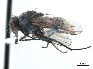 ( - CCDB-33855-H09)  @13 [ ] CreativeCommons - Attribution (2019) CBG Photography Group Centre for Biodiversity Genomics