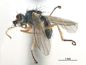  ( - CCDB-33856-A06)  @13 [ ] CreativeCommons - Attribution (2019) CBG Photography Group Centre for Biodiversity Genomics