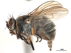  ( - CCDB-33856-A08)  @14 [ ] CreativeCommons - Attribution (2019) CBG Photography Group Centre for Biodiversity Genomics