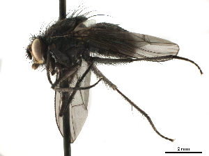  ( - CCDB-33856-B01)  @11 [ ] CreativeCommons - Attribution (2019) CBG Photography Group Centre for Biodiversity Genomics