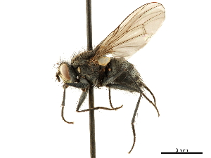 ( - CCDB-33856-B02)  @11 [ ] CreativeCommons - Attribution (2019) CBG Photography Group Centre for Biodiversity Genomics