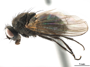  (Lophosceles minina - CCDB-33856-B09)  @11 [ ] CreativeCommons - Attribution (2019) CBG Photography Group Centre for Biodiversity Genomics