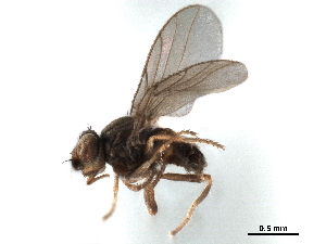  ( - CCDB-33856-C06)  @13 [ ] CreativeCommons - Attribution (2019) CBG Photography Group Centre for Biodiversity Genomics