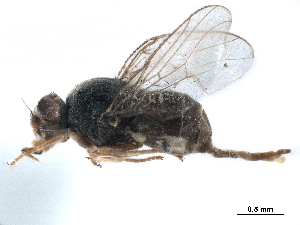  ( - CCDB-33856-C10)  @13 [ ] CreativeCommons - Attribution (2019) CBG Photography Group Centre for Biodiversity Genomics