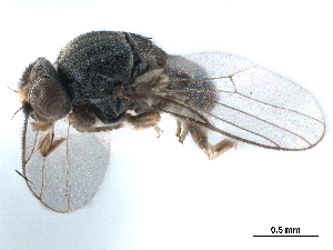  ( - CCDB-33856-C11)  @11 [ ] CreativeCommons - Attribution (2019) CBG Photography Group Centre for Biodiversity Genomics