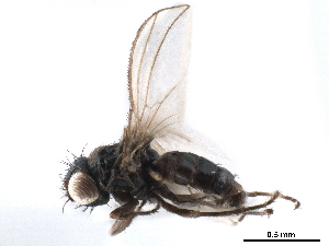  ( - CCDB-33856-D09)  @11 [ ] CreativeCommons - Attribution (2019) CBG Photography Group Centre for Biodiversity Genomics