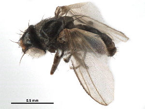  ( - CCDB-33856-D10)  @11 [ ] CreativeCommons - Attribution (2019) CBG Photography Group Centre for Biodiversity Genomics