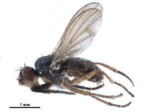  ( - CCDB-33856-E01)  @11 [ ] CreativeCommons - Attribution (2019) CBG Photography Group Centre for Biodiversity Genomics