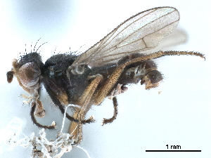  ( - CCDB-33856-E02)  @11 [ ] CreativeCommons - Attribution (2019) CBG Photography Group Centre for Biodiversity Genomics