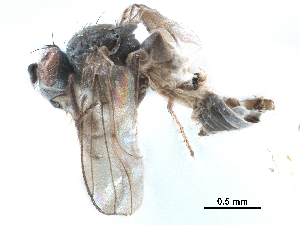  ( - CCDB-33856-F06)  @11 [ ] CreativeCommons - Attribution (2019) CBG Photography Group Centre for Biodiversity Genomics