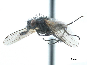  ( - CCDB-33856-H04)  @11 [ ] CreativeCommons - Attribution (2019) CBG Photography Group Centre for Biodiversity Genomics