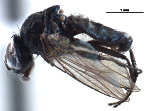  ( - CCDB-33857-D05)  @11 [ ] CreativeCommons - Attribution (2019) CBG Photography Group Centre for Biodiversity Genomics