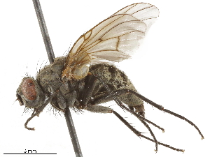  (Helina cinerella - CCDB-33857-E06)  @14 [ ] CreativeCommons - Attribution (2019) CBG Photography Group Centre for Biodiversity Genomics