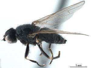  ( - CCDB-33857-F05)  @11 [ ] CreativeCommons - Attribution (2019) CBG Photography Group Centre for Biodiversity Genomics
