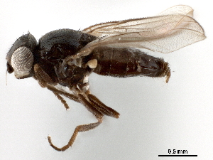  (Fiebrigella sp. A - CCDB-33857-G05)  @11 [ ] CreativeCommons - Attribution (2019) CBG Photography Group Centre for Biodiversity Genomics