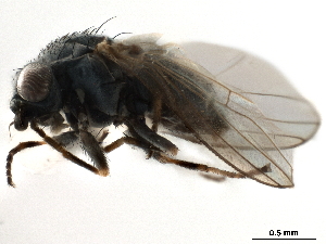  (Leucopis sp. A - CCDB-33857-G10)  @11 [ ] CreativeCommons - Attribution (2019) CBG Photography Group Centre for Biodiversity Genomics