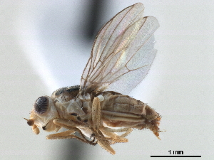  (Chlorops sp. 2 - CCDB-33858-A10)  @14 [ ] CreativeCommons - Attribution (2019) CBG Photography Group Centre for Biodiversity Genomics