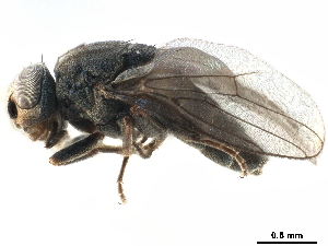  ( - CCDB-33858-B01)  @11 [ ] CreativeCommons - Attribution (2019) CBG Photography Group Centre for Biodiversity Genomics