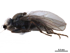  ( - CCDB-33858-B11)  @11 [ ] CreativeCommons - Attribution (2019) CBG Photography Group Centre for Biodiversity Genomics