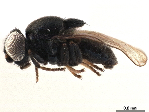  ( - CCDB-33858-C01)  @11 [ ] CreativeCommons - Attribution (2019) CBG Photography Group Centre for Biodiversity Genomics