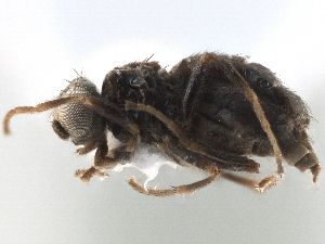 ( - CCDB-33858-E01)  @11 [ ] CreativeCommons - Attribution (2019) CBG Photography Group Centre for Biodiversity Genomics