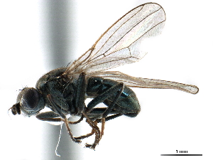  ( - CCDB-33858-F09)  @11 [ ] CreativeCommons - Attribution (2019) CBG Photography Group Centre for Biodiversity Genomics