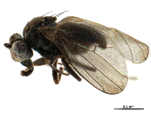  ( - CCDB-33858-G05)  @11 [ ] CreativeCommons - Attribution (2019) CBG Photography Group Centre for Biodiversity Genomics