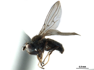  ( - CCDB-33858-G06)  @11 [ ] CreativeCommons - Attribution (2019) CBG Photography Group Centre for Biodiversity Genomics