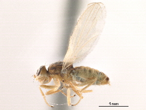  ( - CCDB-33859-D09)  @11 [ ] CreativeCommons - Attribution (2019) CBG Photography Group Centre for Biodiversity Genomics