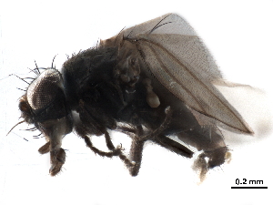  ( - CCDB-33859-E04)  @11 [ ] CreativeCommons - Attribution (2019) CBG Photography Group Centre for Biodiversity Genomics