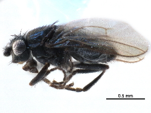  ( - CCDB-33859-F06)  @11 [ ] CreativeCommons - Attribution (2019) CBG Photography Group Centre for Biodiversity Genomics