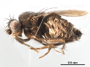  ( - CCDB-33859-G01)  @11 [ ] CreativeCommons - Attribution (2019) CBG Photography Group Centre for Biodiversity Genomics