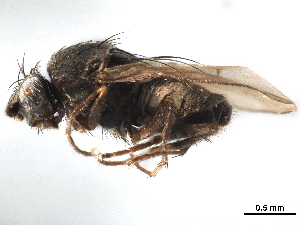  ( - CCDB-33859-G08)  @11 [ ] CreativeCommons - Attribution (2019) CBG Photography Group Centre for Biodiversity Genomics