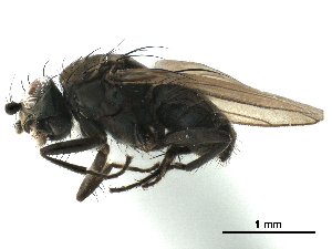  ( - CCDB-33859-G10)  @11 [ ] CreativeCommons - Attribution (2019) CBG Photography Group Centre for Biodiversity Genomics