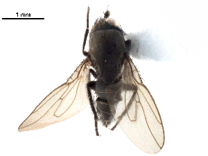  ( - CCDB-33859-G11)  @11 [ ] CreativeCommons - Attribution (2019) CBG Photography Group Centre for Biodiversity Genomics