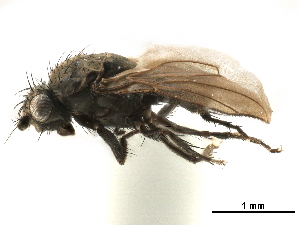  ( - CCDB-33859-G12)  @11 [ ] CreativeCommons - Attribution (2019) CBG Photography Group Centre for Biodiversity Genomics