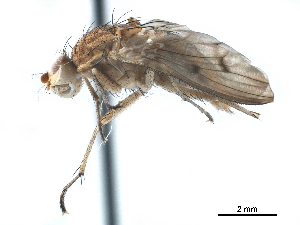  ( - CCDB-33859-H07)  @13 [ ] CreativeCommons - Attribution (2019) CBG Photography Group Centre for Biodiversity Genomics