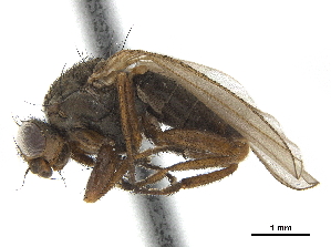  ( - CCDB-33860-A06)  @11 [ ] CreativeCommons - Attribution (2019) CBG Photography Group Centre for Biodiversity Genomics
