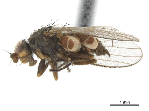  ( - CCDB-33860-A07)  @11 [ ] CreativeCommons - Attribution (2019) CBG Photography Group Centre for Biodiversity Genomics