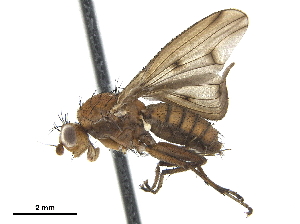  ( - CCDB-33860-B02)  @11 [ ] CreativeCommons - Attribution (2019) CBG Photography Group Centre for Biodiversity Genomics