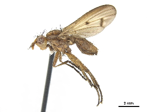  ( - CCDB-33860-F07)  @11 [ ] CreativeCommons - Attribution (2019) CBG Photography Group Centre for Biodiversity Genomics